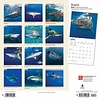 Haie - Sharks Kalender 2020