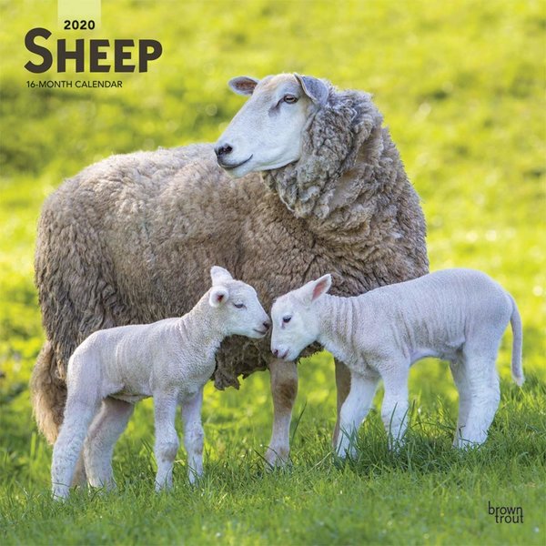 Browntrout Sheep - Schafe Kalender 2020