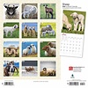 Schapen - Sheep Kalender 2020