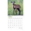 Schapen - Sheep Kalender 2020