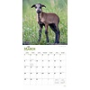 Sheep - Schafe Kalender 2020