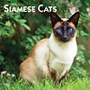 Siam Katzen - Siamese Cats Kalender 2020