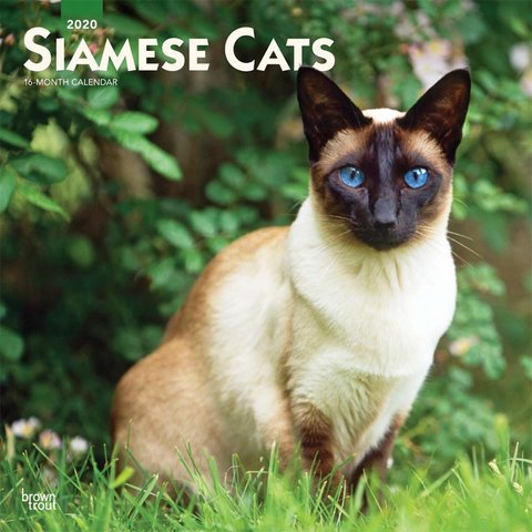 Siam Katzen - Siamese Cats Kalender 2020