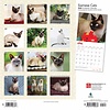 Siam Katzen - Siamese Cats Kalender 2020