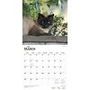 Siam Katzen - Siamese Cats Kalender 2020