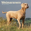 Weimarse Staande Hond - Weimaraner Kalender 2020