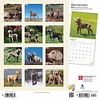 Weimarse Staande Hond - Weimaraner Kalender 2020