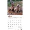 Weimarse Staande Hond - Weimaraner Kalender 2020