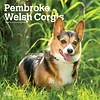 Welsh Corgi Pembroke Kalender 2020