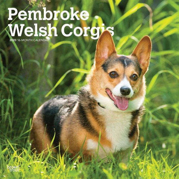 Browntrout Welsh Corgi Pembroke Kalender 2020