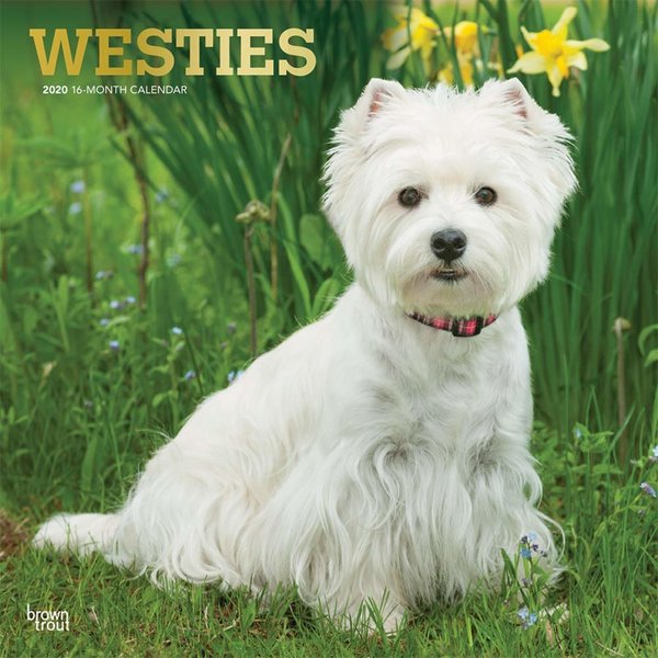 Browntrout Westie - West Highland White Terrier Kalender 2020