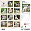 Westie - West Highland White Terrier Kalender 2020