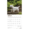 Westie - West Highland White Terrier Kalender 2020