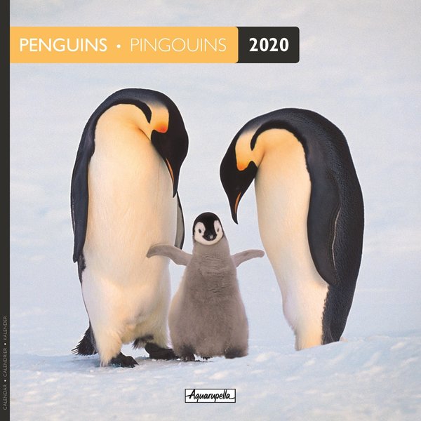 Aquarupella Pinguin - Penguins Kalender 2020