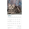 Britisch Kurzhaar - British Shorthair Cats Kalender 2020
