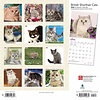 Britse Korthaar - British Shorthair Cats Kalender 2020