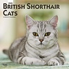 Britse Korthaar - British Shorthair Cats Kalender 2020