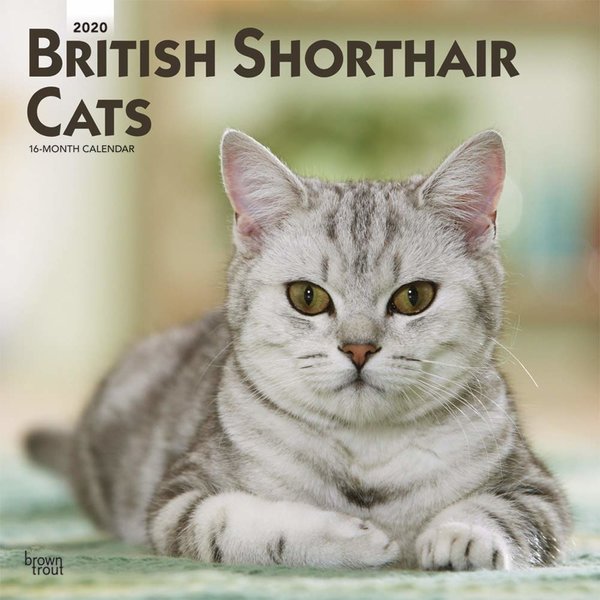 Browntrout Britse Korthaar - British Shorthair Cats Kalender 2020