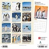 Penguins - Pinguine Kalender 2020