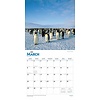 Penguins - Pinguine Kalender 2020