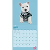 West Highland White Terrier Studio Pets Kalender 2020