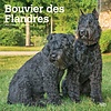 Bouvier des Flandres - Flandrischer Treibhund Kalender 2020