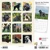 Bouvier des Flandres - Flandrischer Treibhund Kalender 2020