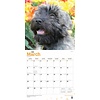 Bouvier - Bouvier des Flandres Kalender 2020