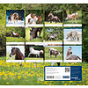 Paarden - Beloved Horses Kalender 2020