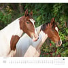 Paarden - Beloved Horses Kalender 2020