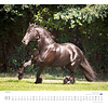 Paarden - Beloved Horses Kalender 2020