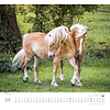 Paarden - Beloved Horses Kalender 2020