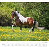 Paarden - Beloved Horses Kalender 2020