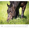 Paarden - Beloved Horses Kalender 2020