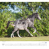 Paarden - Beloved Horses Kalender 2020