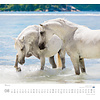 Geliebte Pferde Kalender 2020