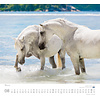 Paarden - Beloved Horses Kalender 2020