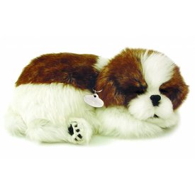 CD3 Perfect Petzzz Shih Tzu Puppy Welpe