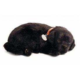 CD3 Perfect Petzzz Labrador Retriever Welpe Schwarz