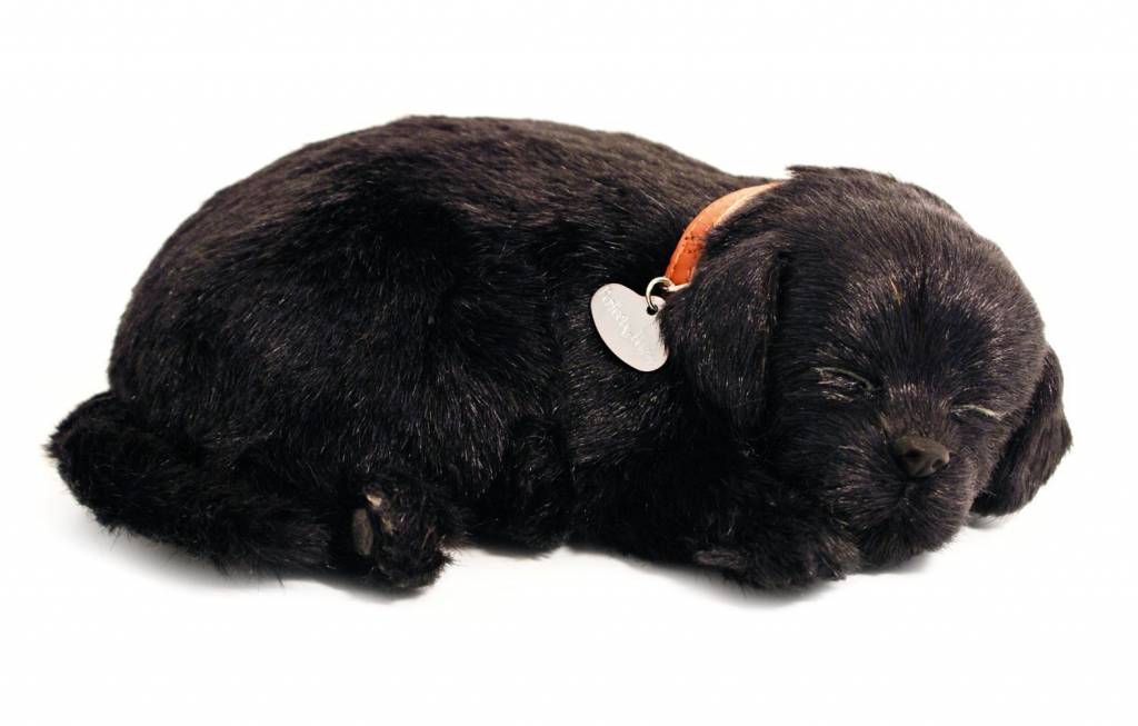 Dollar Serie van Daarom Perfect Petzzz Zwarte Labrador Retriever Puppy | KalenderWereld.nl