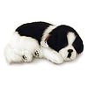 Perfect Petzzz Border Collie Welpen