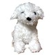 Handpop witte hond Westie