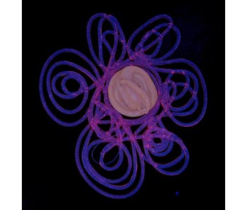 IJspegel Bloemkop klein tulp of margriet