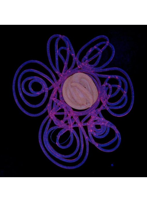 IJspegel Bloemkop klein tulp of margriet