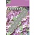 Joy!Crafts troqueles de corte: Frontera de la flor
