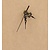 Pointer, 35 / 46mm sort