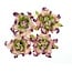 BLUMEN (MINI) UND ACCESOIRES Gardenia 5 cm, 4 pezzi, 2 colori, Lilla / verde