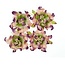 BLUMEN (MINI) UND ACCESOIRES Gardenia 5 cm, 4 pieces, 2 colors, Lilla / green