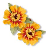 Sizzix Stamping and Embossing stencil, Sizzix, ThinLits - Flower, Zinnia