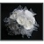 BLUMEN (MINI) UND ACCESOIRES roses en mousse, 12 roses, blanc